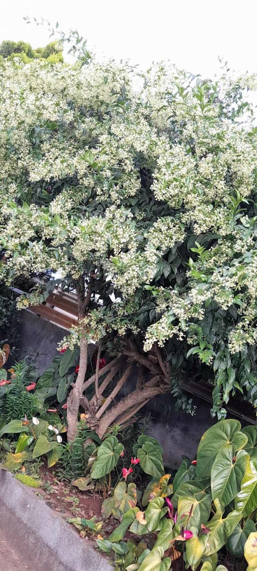 Villa Le Muguet Sauvage Le Tampon Esterno foto